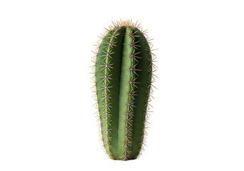 Naklejka premium Isolated Transparent Background of Green Cactus Plant and Succulent
