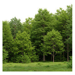 Fototapeta premium Isolated Transparent Background Of Green Trees And Lush Forest Foliage