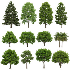 Isolated Transparent Background with Various Trees Nature and Forest