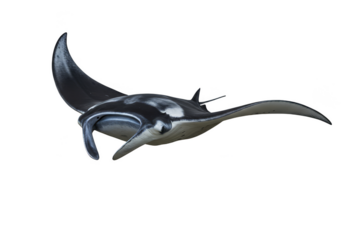 Realistic Manta Ray Swimming in Deep Sea Transparent Background