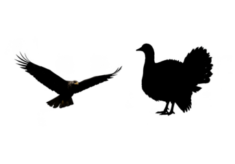 Isolated Silhouette Eagle Flight Illustration In Dark Night Transparent