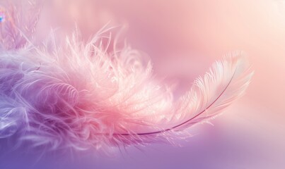 Single feather against a soft pink and purple dreamy gradient background