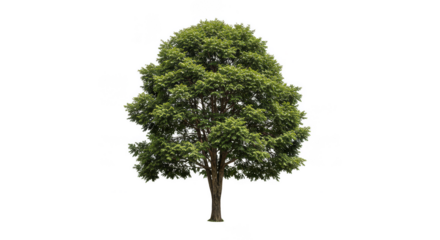 Isolated Transparent Background Tree Plant Green Nature Element Design