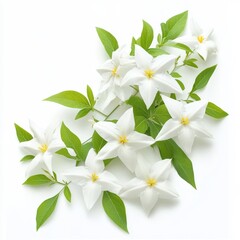 Obraz premium Delicate white star shaped flowers with green leaves isolated on white background