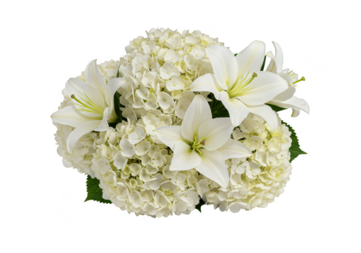 Isolated Transparent Background with Blooming White Hydrangeas and Lilies
