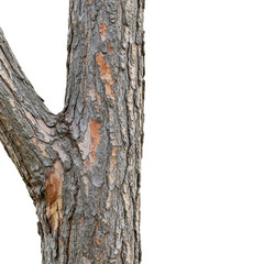 Obraz premium Isolated Transparent Tree Bark Background Natural Wood Trunk Pattern