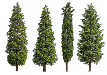 Isolated Tree Set Evergreen Cypress Plants with Transparent Background