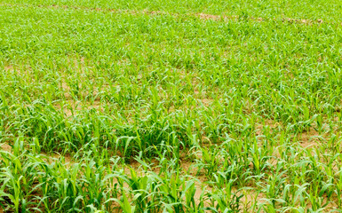 lush green corn crop field, agriculture framing, nature wallpaper, livestock feed 
