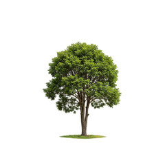 Isolated Tree with Green Leaves on Transparent Background Illustration