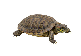 Naklejka premium Isolated Turtle With Brown Shell Transparent Background Reptile Animal