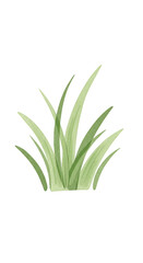 Obraz premium Isolated Watercolor Illustration of Green Grass Tuft with Transparent Background