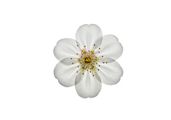 Isolated White Flower Petal Blossom Bloom on Transparent Background