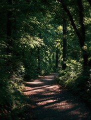 A Winding Forest Path With Sun Dapples On The Ground