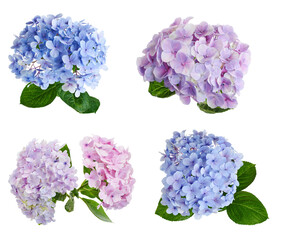 Set of PNG hydrangea flowers collection on white background.