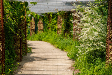 Early summer green ivy bushes and grasses growing in a lush garden path