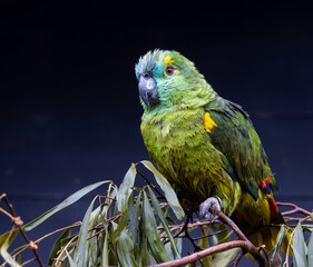 Blue fronted Amazon parrot
