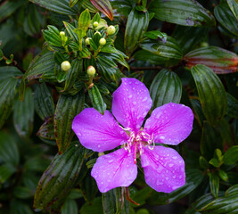 Tibouchina