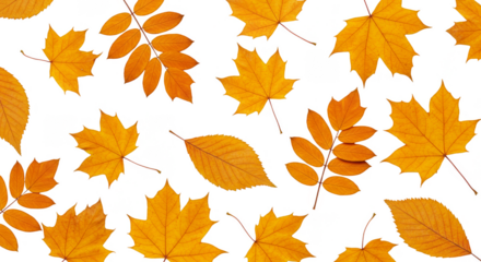 Autumn Leaf Transparent Background Seamless Seasonal Nature Pattern