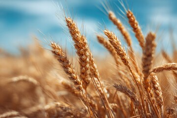 Fototapeta premium Golden wheat stalks sway gently in a sun-drenched field against a vibrant blue sky, showcasing ripe, heavy heads of grain ready for harvest