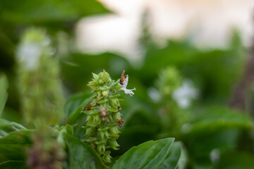 Close up of basil flower in the garden, selective focus and shallow depth of field.