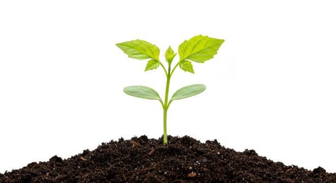 Green Sprout Growing in Soil A Symbol of New Life Transparent