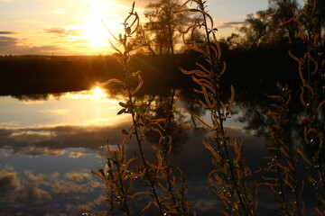 Colorful view from river bank to branches and water