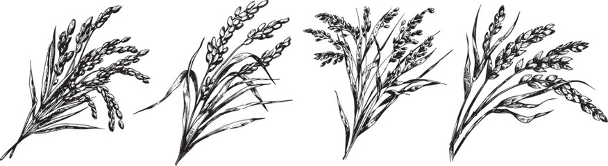 Rice plant vector illustration, isolated on white background. © SihouetteEPS