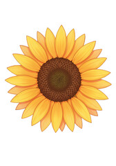 Fototapeta premium Illustration of a Bright Yellow Sunflower with Transparent Background