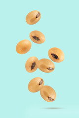 Soybeans levitation isolated on light green background.