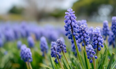 Fototapeta premium A field of purple muscari flowers, a close-up shot showcasing the vibrant blue and green hues of these spring blossoms. Generative AI
