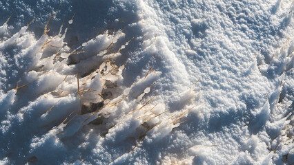 snow and ice covered yellow grass tussock blades clean crisp snow new zealand