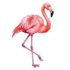Illustration of Pink Watercolor Flamingo Exotic Bird on Transparent