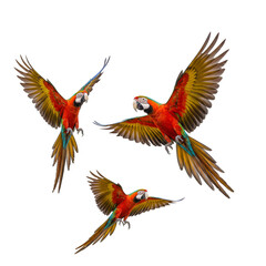 Obraz premium Illustration of Red Blue Yellow Parrot Birds Flying with Transparent BG