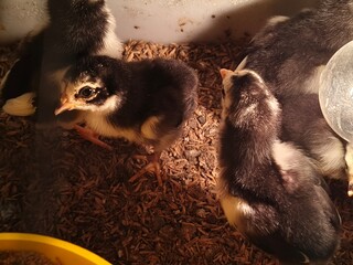 chicks in a cage and given lights as heating.