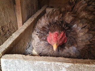 Hen sitting on a nest in a chicken coop