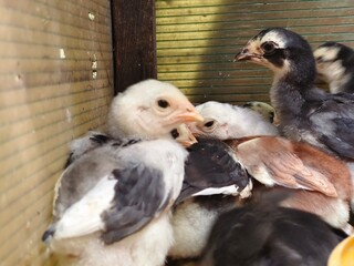 chicks in a cage and given lights as heating.