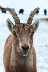 Close-up of a mountain goat with curved horns looking into the camera. Captured in a snowy winter landscape with blurred herd in the background.