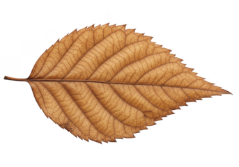 Isolated Autumn Brown Leaf with Transparent Background for Fall Season