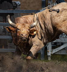 Rodeo Bull