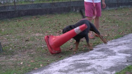 Rottweiler dog plays with a traffic cone, biting onto it aggressively, not letting go, in a park. Dog owner cum Trainer by the side with leash on dog.