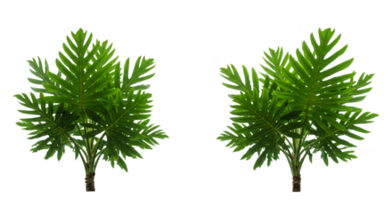 Illustration of Tropical Palm Trees Isolated with Green Foliage Leaves