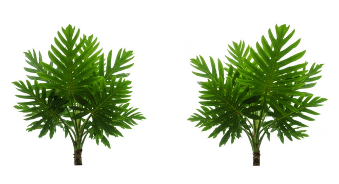Illustration of Tropical Palm Trees Isolated with Green Foliage Leaves