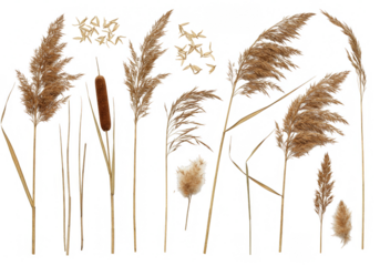 Isolated Floral Elements Reed Cattail Transparent Background Illustration