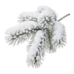 snow covered branches