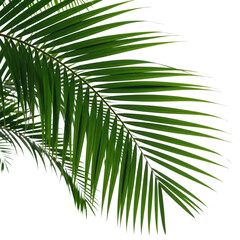 palm tree isolated on white