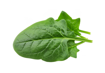 Isolated Green Spinach Leaf Food Vegetable Ingredient on Transparent