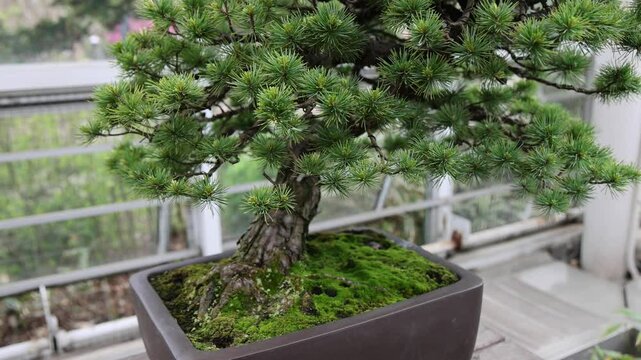 bonsai tree close up footage (japanese miniature old aged trees in pot) clay glazed planter bark leaves foliage wire wired wires shape branches training train beautiful artform originally from japan