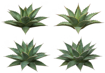 Isolated Agave Plant Succulent with Transparent Background Stock Image