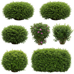 Isolated Background of Lush Green Bushes in Various Shapes and Sizes