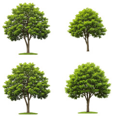 Obraz premium Isolated Nature Scene Green Leaf Trees Transparent Background